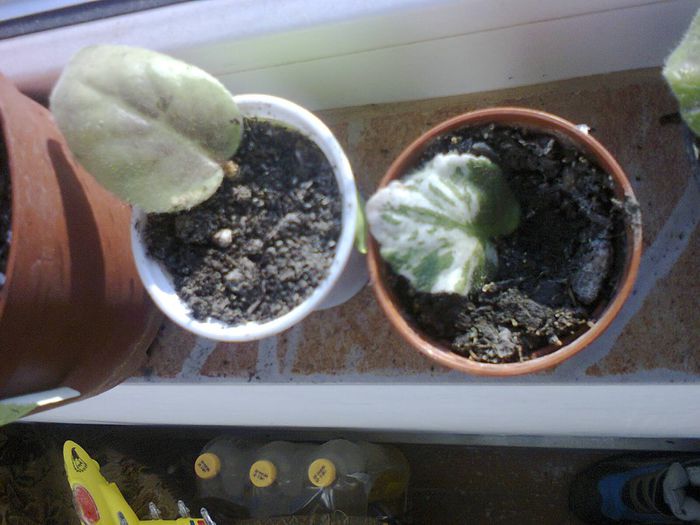 pui de la olivia79 - VIOLETELE MELE