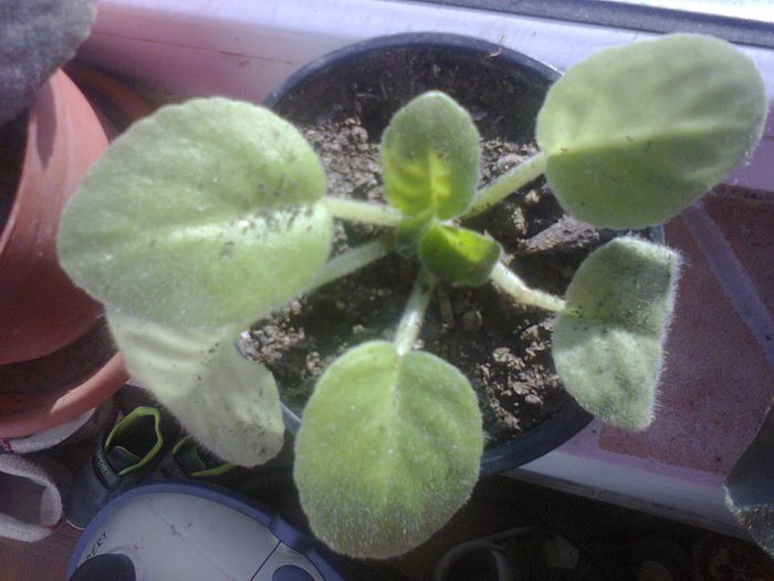 Fotografie1366 - VIOLETELE MELE