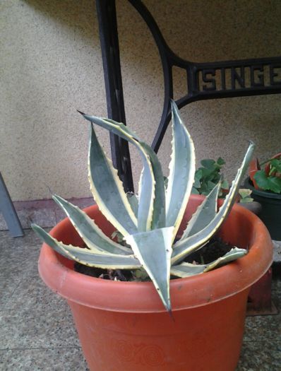 agava - suculente 2013-2014-2015-2016