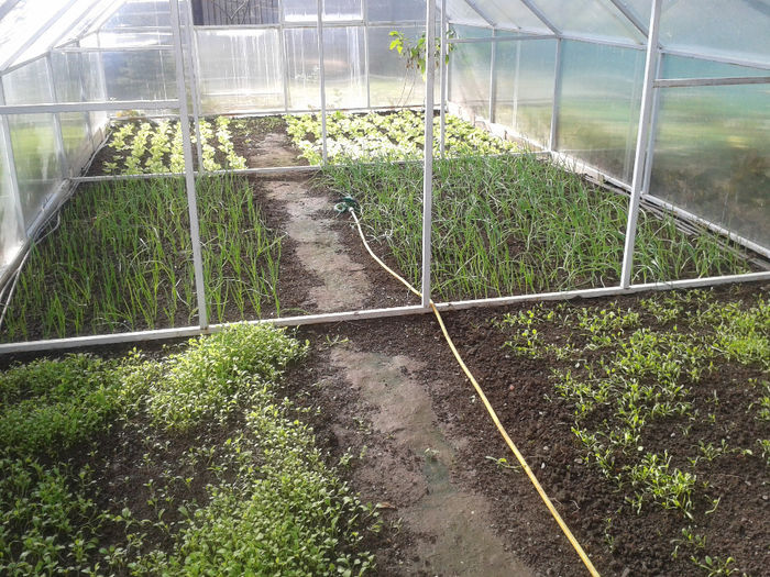....ce am plantat in 04.oct 2013