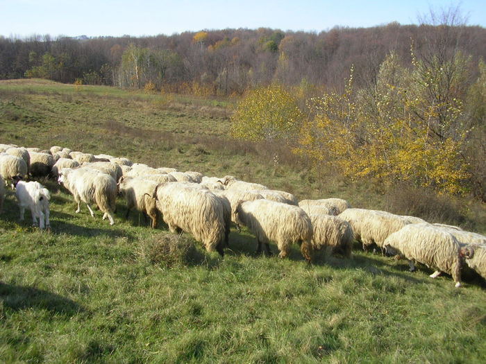 SANY1314 - OILE TOAMNA