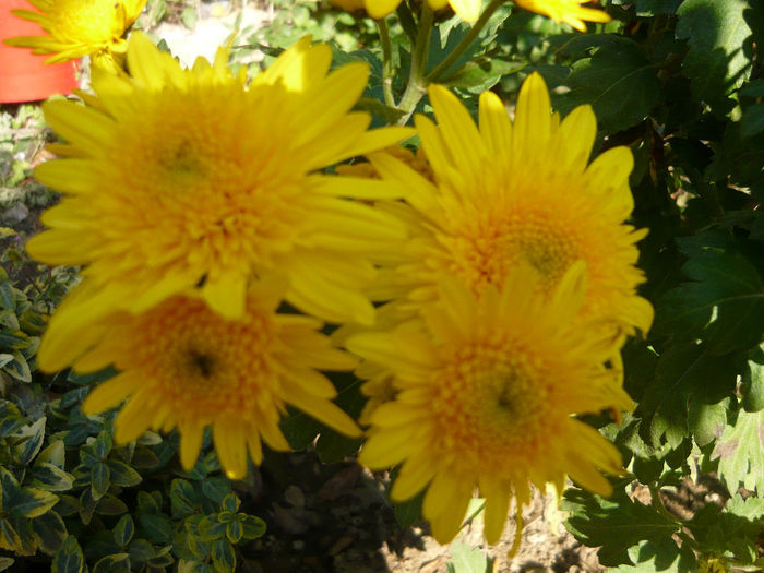 P1050247 - crizanteme si tufanele 2013