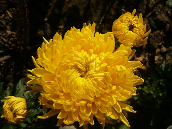 P1050253 - crizanteme si tufanele 2013