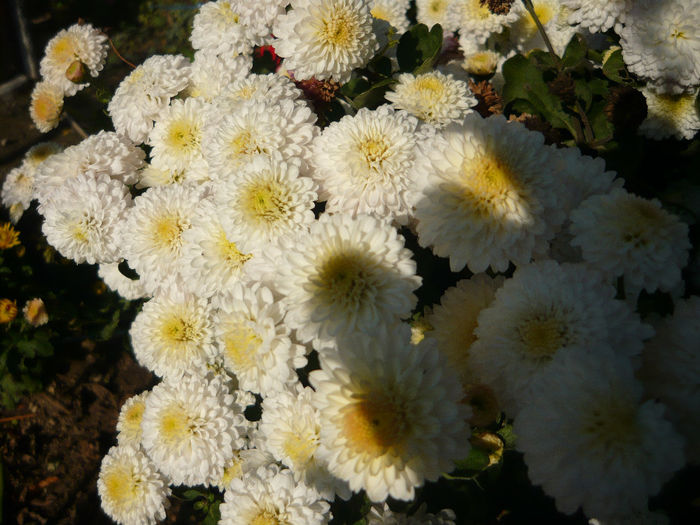 P1050252 - crizanteme si tufanele 2013