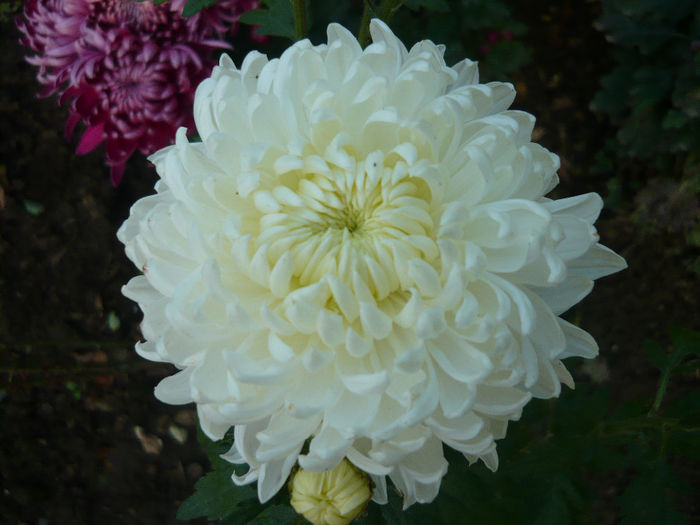 P1050337