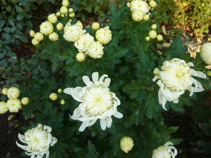 P1050343