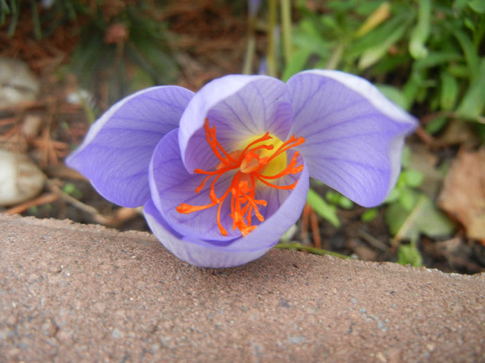 Crocus speciosus (2013, October 14)