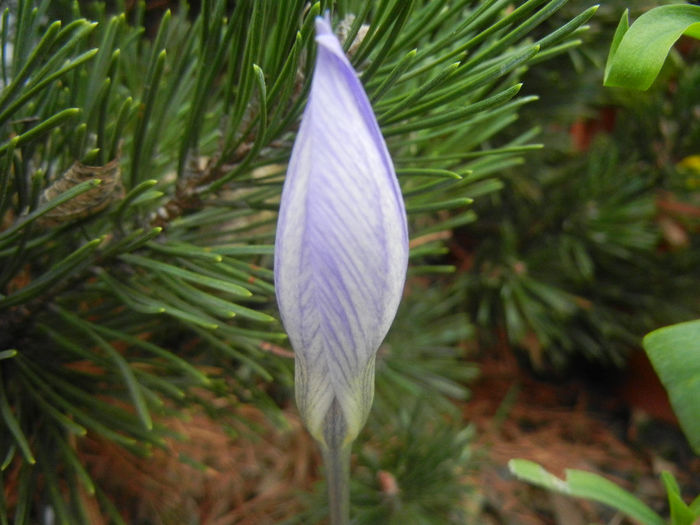 Crocus speciosus (2013, October 14)