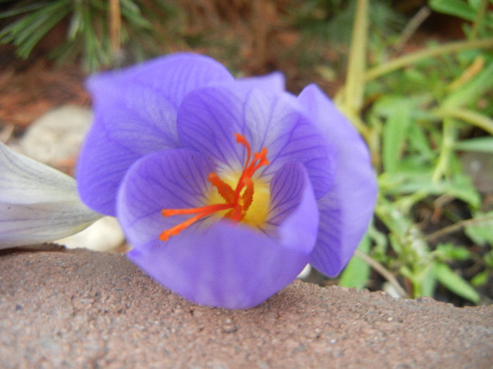 Crocus speciosus (2013, October 16) - CROCUS Speciosus