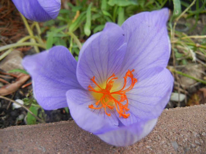 Crocus speciosus (2013, October 16) - CROCUS Speciosus