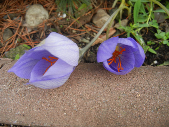 Crocus speciosus (2013, October 16) - CROCUS Speciosus