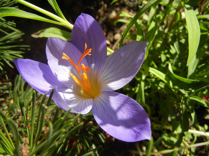 Crocus speciosus (2013, October 18)