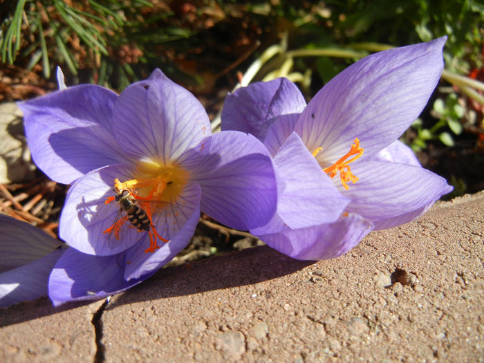 Crocus speciosus (2013, October 18) - CROCUS Speciosus