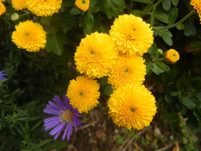 Yellow Chrysanthemum (2013, Oct.04) - Yellow Chrysanthemum