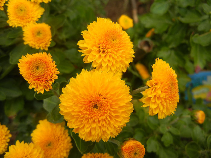 Yellow Chrysanthemum (2013, Oct.04)