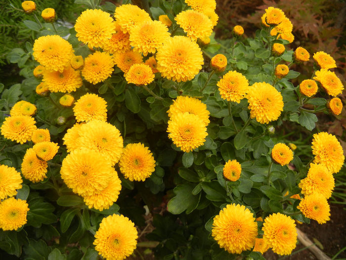 Yellow Chrysanthemum (2013, Oct.04)