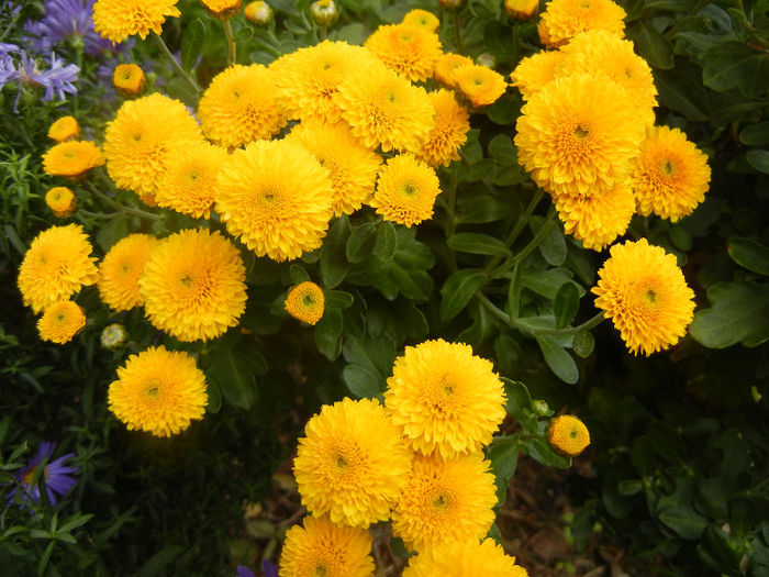 Yellow Chrysanthemum (2013, Oct.04) - Yellow Chrysanthemum