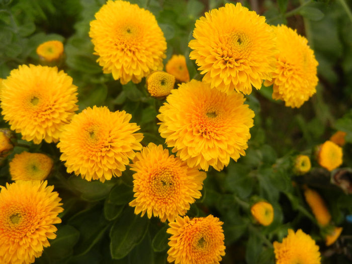 Yellow Chrysanthemum (2013, Oct.04) - Yellow Chrysanthemum
