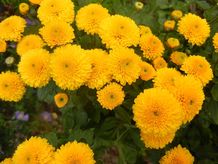 Yellow Chrysanthemum (2013, Oct.04) - Yellow Chrysanthemum