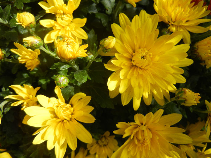 Yellow Chrysanthemum (2013, Oct.09) - Yellow Chrysanthemum