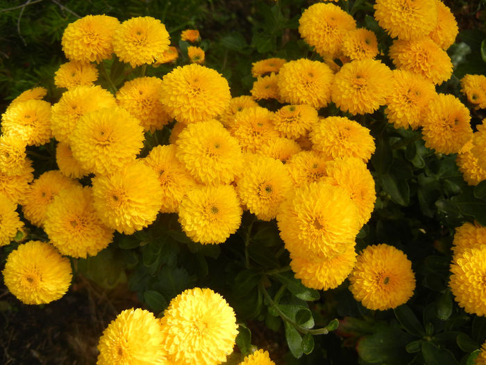 Yellow Chrysanthemum (2013, Oct.09) - Yellow Chrysanthemum
