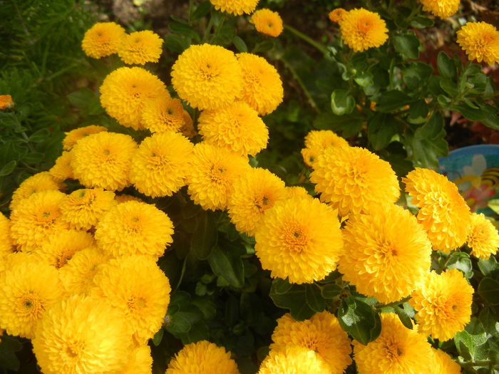 Yellow Chrysanthemum (2013, Oct.09) - Yellow Chrysanthemum