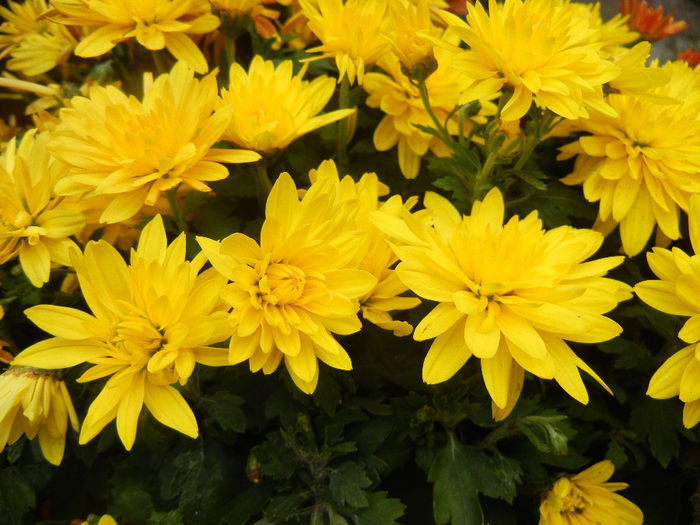 Yellow Chrysanthemum (2013, Oct.14)