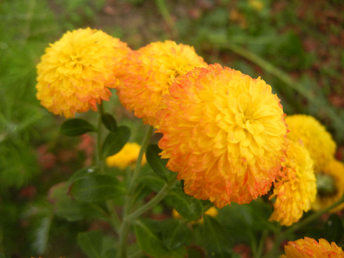 Yellow Chrysanthemum (2013, Oct.28)