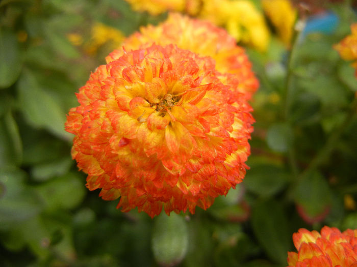 Yellow Chrysanthemum (2013, Oct.28) - Yellow Chrysanthemum