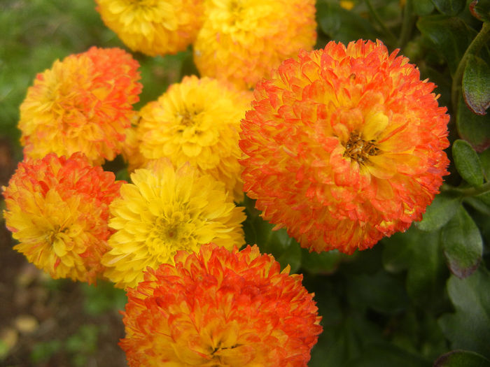 Yellow Chrysanthemum (2013, Oct.28)