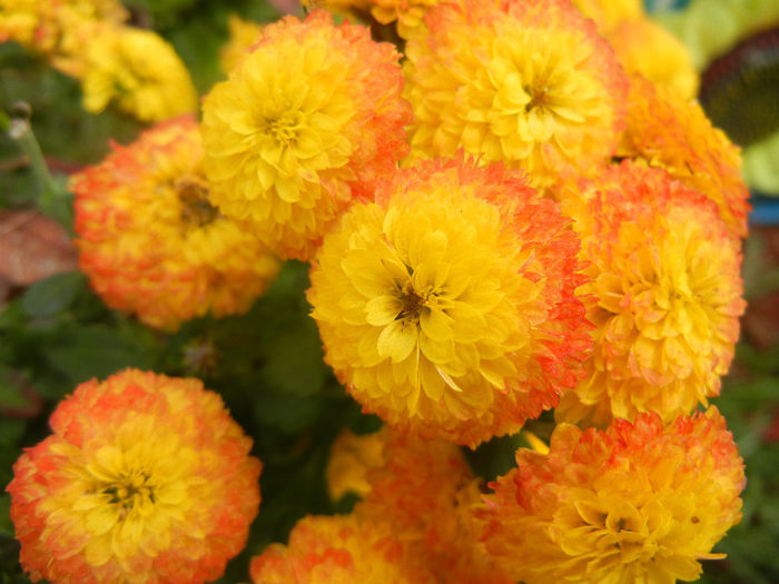 Yellow Chrysanthemum (2013, Oct.28)