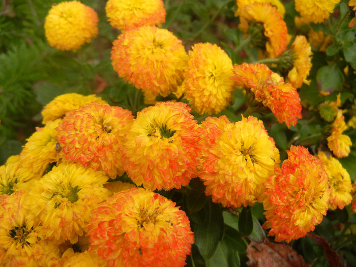 Yellow Chrysanthemum (2013, Oct.28)