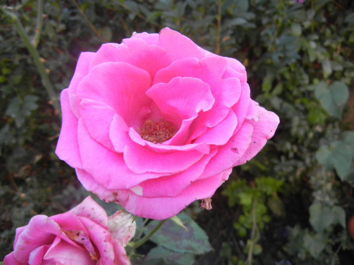Rose Pink Peace (2013, September 26)