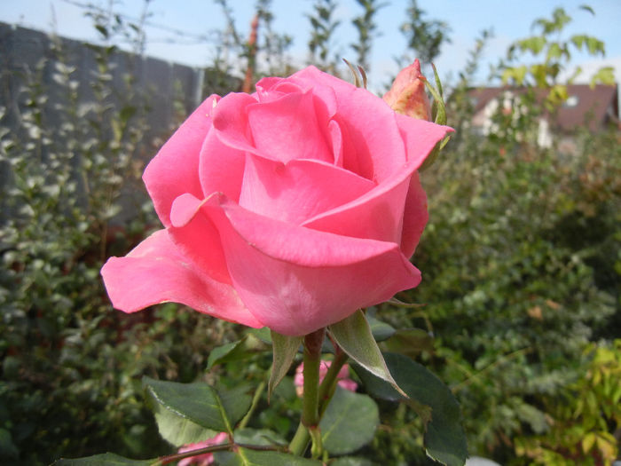 Rose Pink Peace (2013, October 09)
