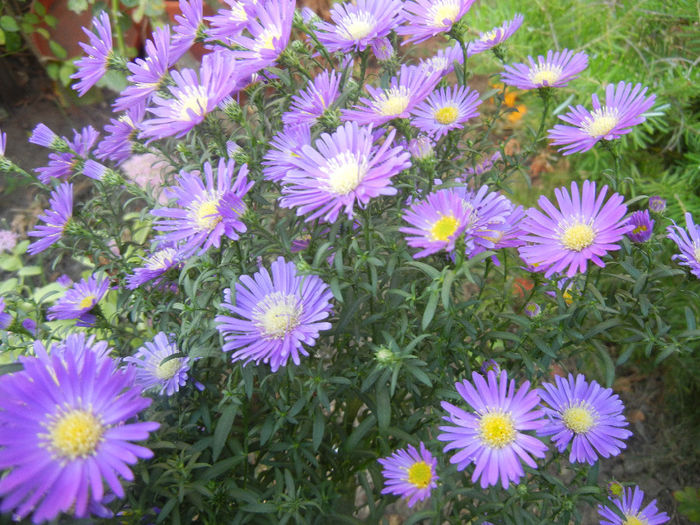 Blue Aster (2013, September 26)