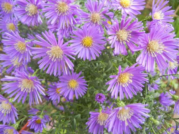 Blue Aster (2013, October 04) - Aster Blue