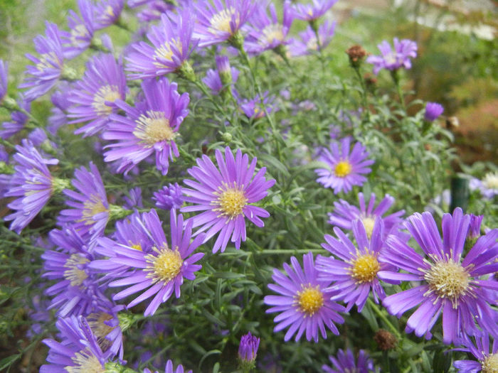 Blue Aster (2013, October 04)