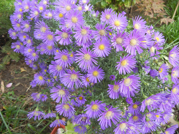 Blue Aster (2013, October 04)