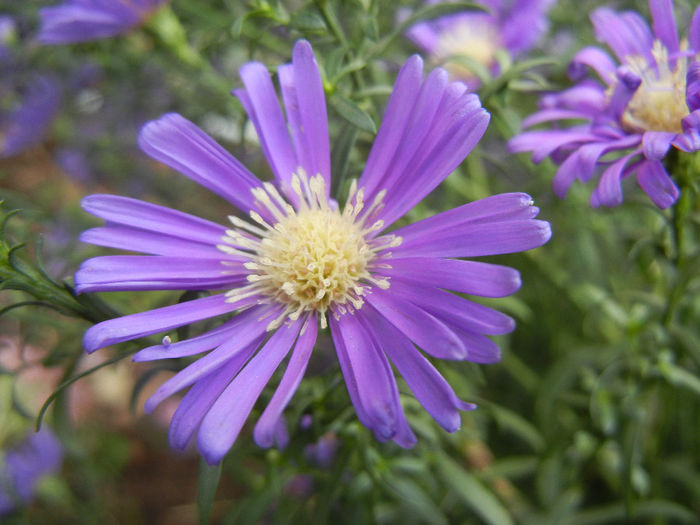 Blue Aster (2013, October 04)