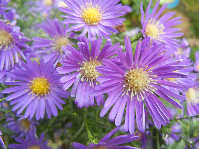 Blue Aster (2013, October 04)