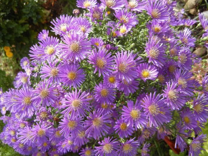 Blue Aster (2013, October 09)