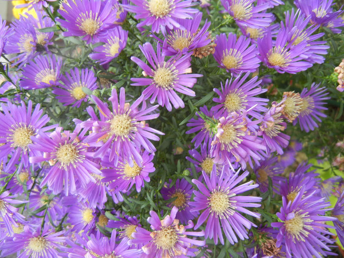 Blue Aster (2013, October 14)