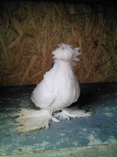 fem. nenaparlita 2013