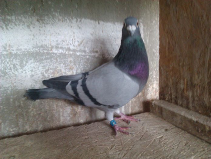 IMAG0353; super crack stoicescu ghe.
