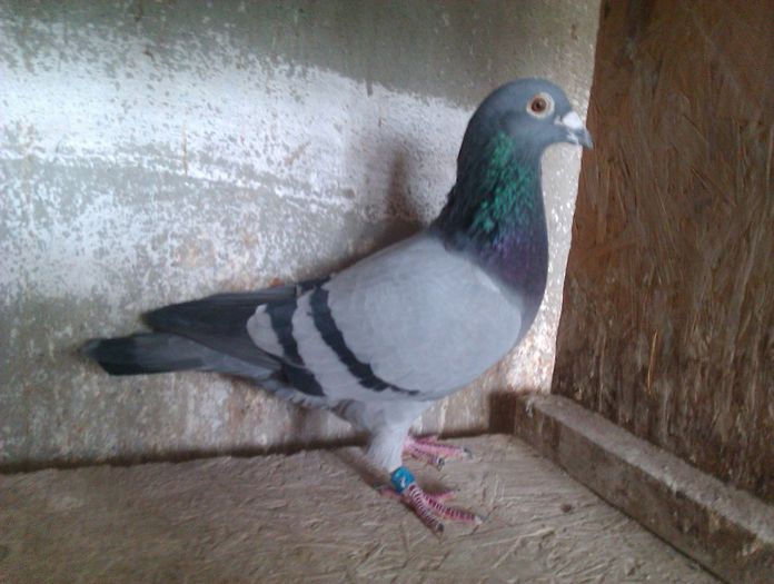 IMAG0354; supercrack stoicescu
