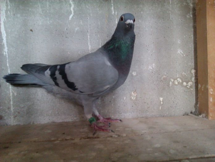 IMAG0363; femela janssen
