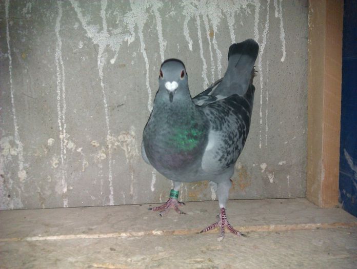 femela belgia; belgianca
