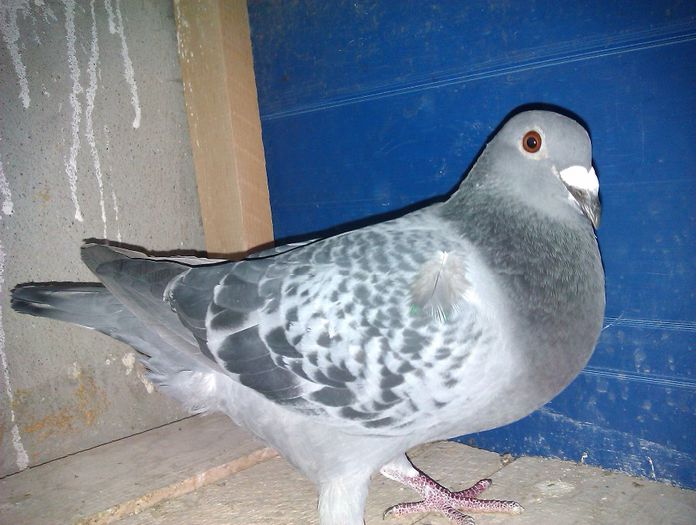 femela belgia; belgianca
