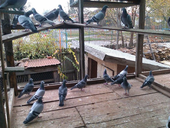 IMAG0367; femelele in voliera
