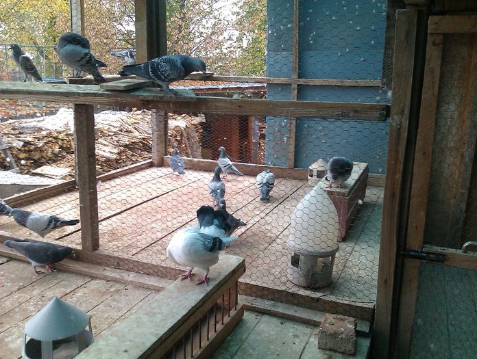 IMAG0368; masculii in voliera
